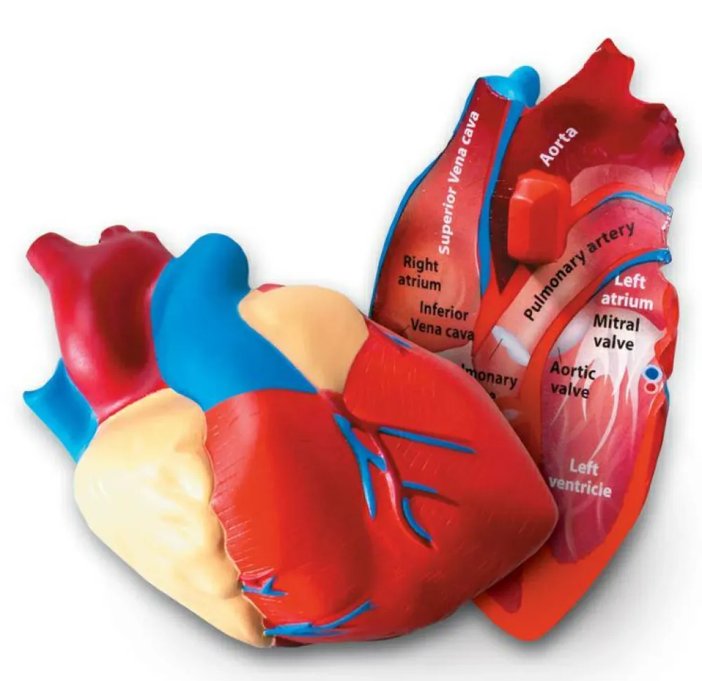 Clearance Learning Resources Anatomi tværsnit - Hjerte
