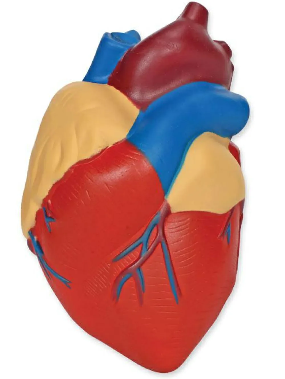 Clearance Learning Resources Anatomi tværsnit - Hjerte