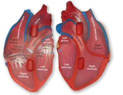 Clearance Learning Resources Anatomi tværsnit - Hjerte