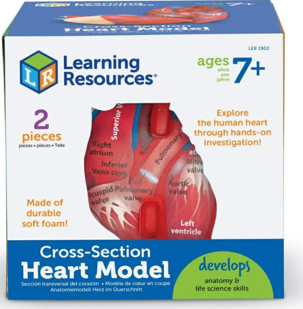 Clearance Learning Resources Anatomi tværsnit - Hjerte