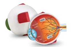 Discount Learning Resources Anatomi tværsnit - Øje