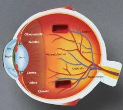 Discount Learning Resources Anatomi tværsnit - Øje