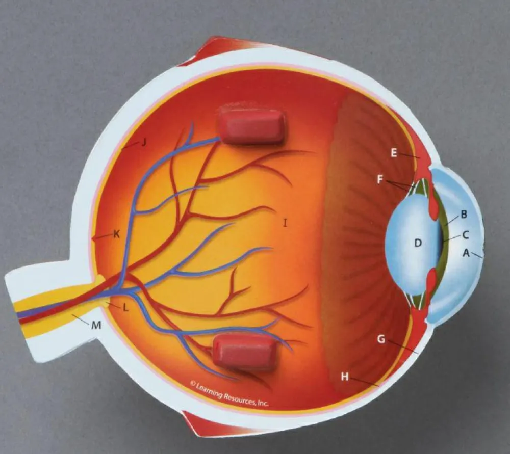 Discount Learning Resources Anatomi tværsnit - Øje