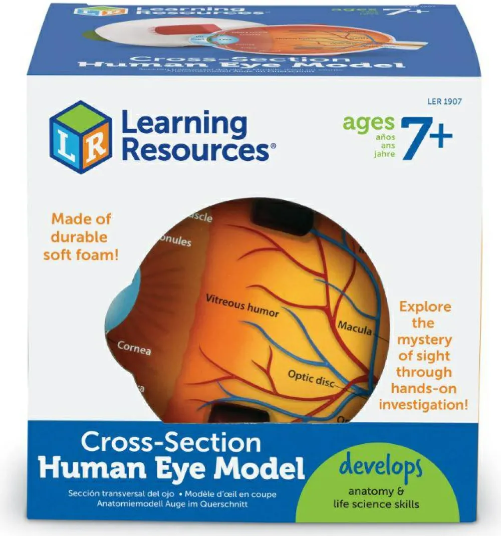 Discount Learning Resources Anatomi tværsnit - Øje