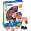 Sale Learning Resources Anatomimodel - Hjerne
