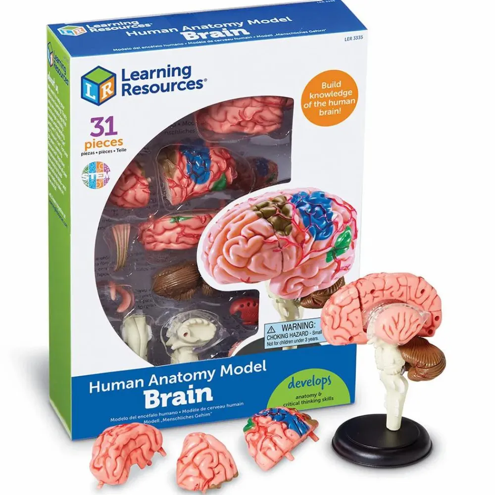 Sale Learning Resources Anatomimodel - Hjerne