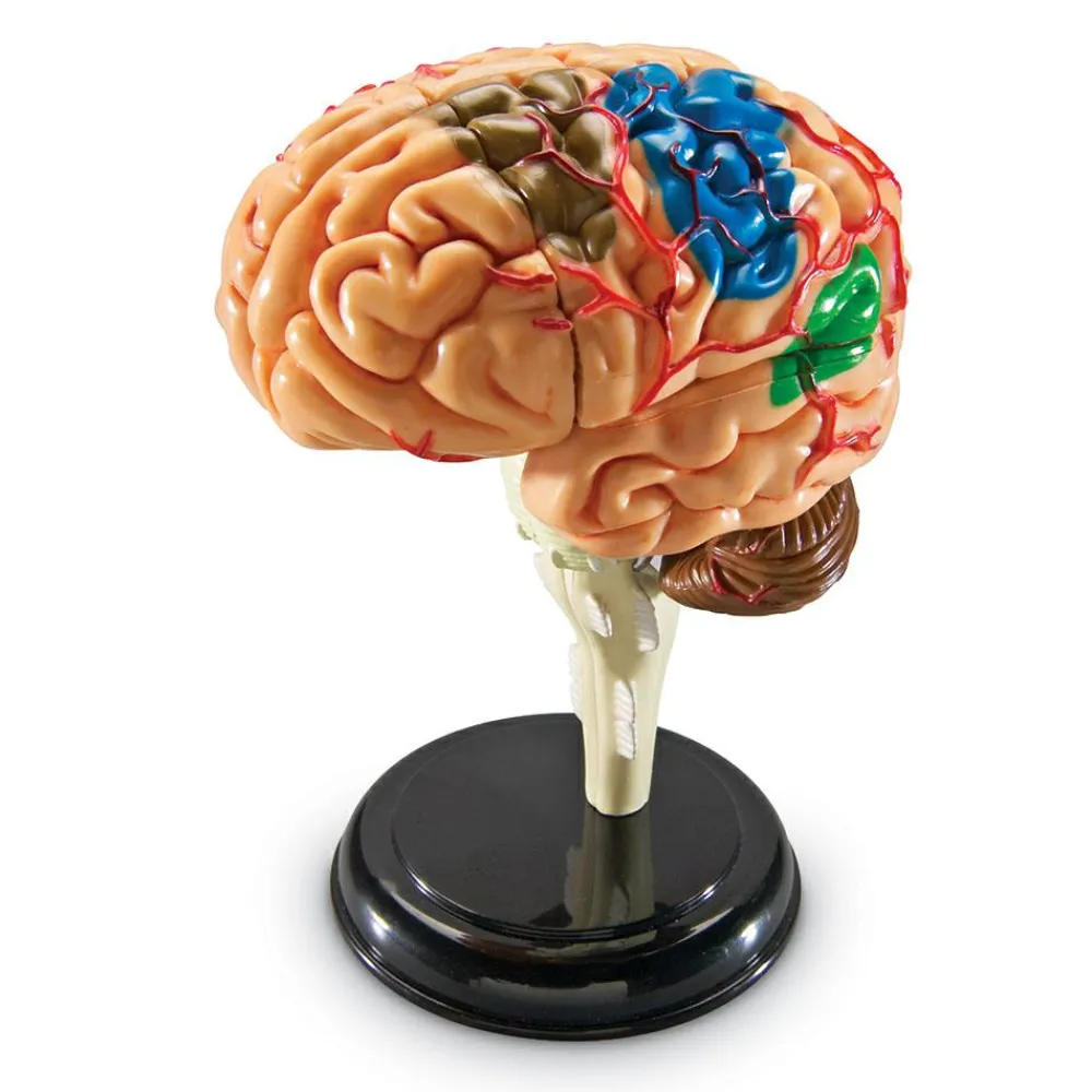 Sale Learning Resources Anatomimodel - Hjerne