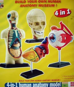 Sale Anatomimodel - Sæt m. 4 modeller