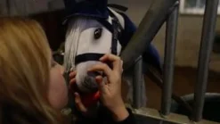 Best byASTRUP kæphest - Hvid