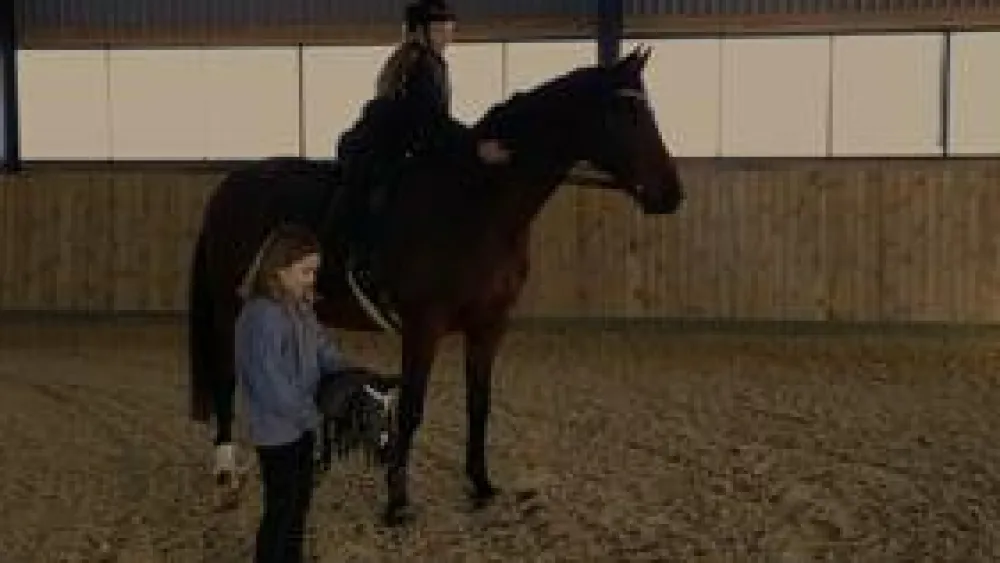 byASTRUP kæphest - Sort "Thor"