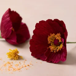 New Creativ Company Crepepapir mini - Valmuer