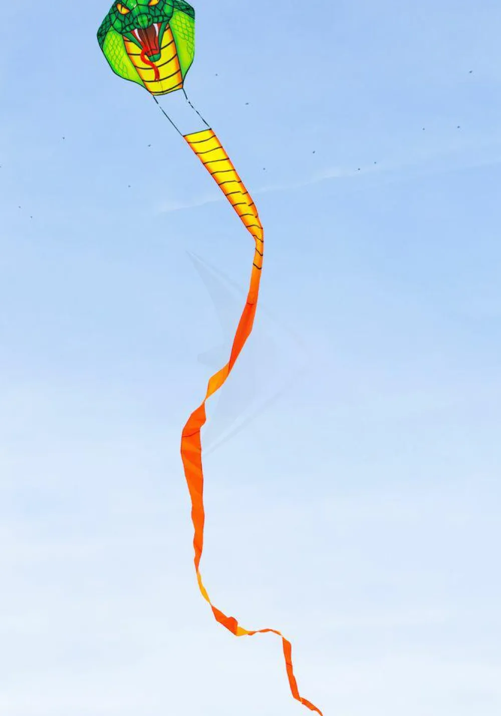 Clearance Drage - Cobra Dragon / 10 m. hale