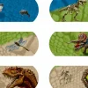 Online Spiegelburg Kompetenceplaster - Dinosaurer, 10 stk