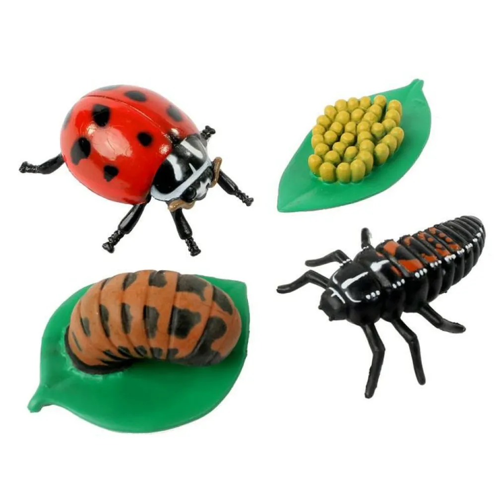 New InsectLore Livscyklus: Fra æg til insekt - Mariehøne