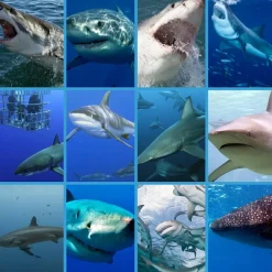 Sale Brainstorm Lommelygte med dias - Hajer