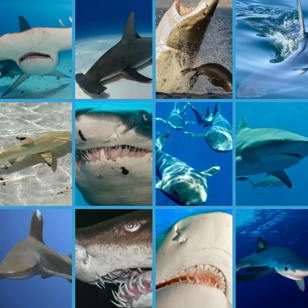 Sale Brainstorm Lommelygte med dias - Hajer