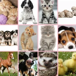 Online Brainstorm Lommelygte med dias - Nuttede dyr