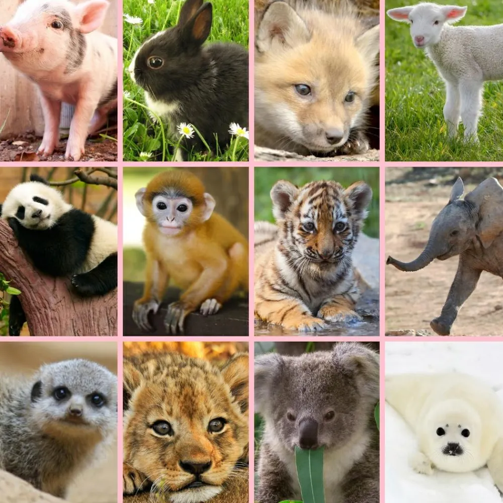 Online Brainstorm Lommelygte med dias - Nuttede dyr