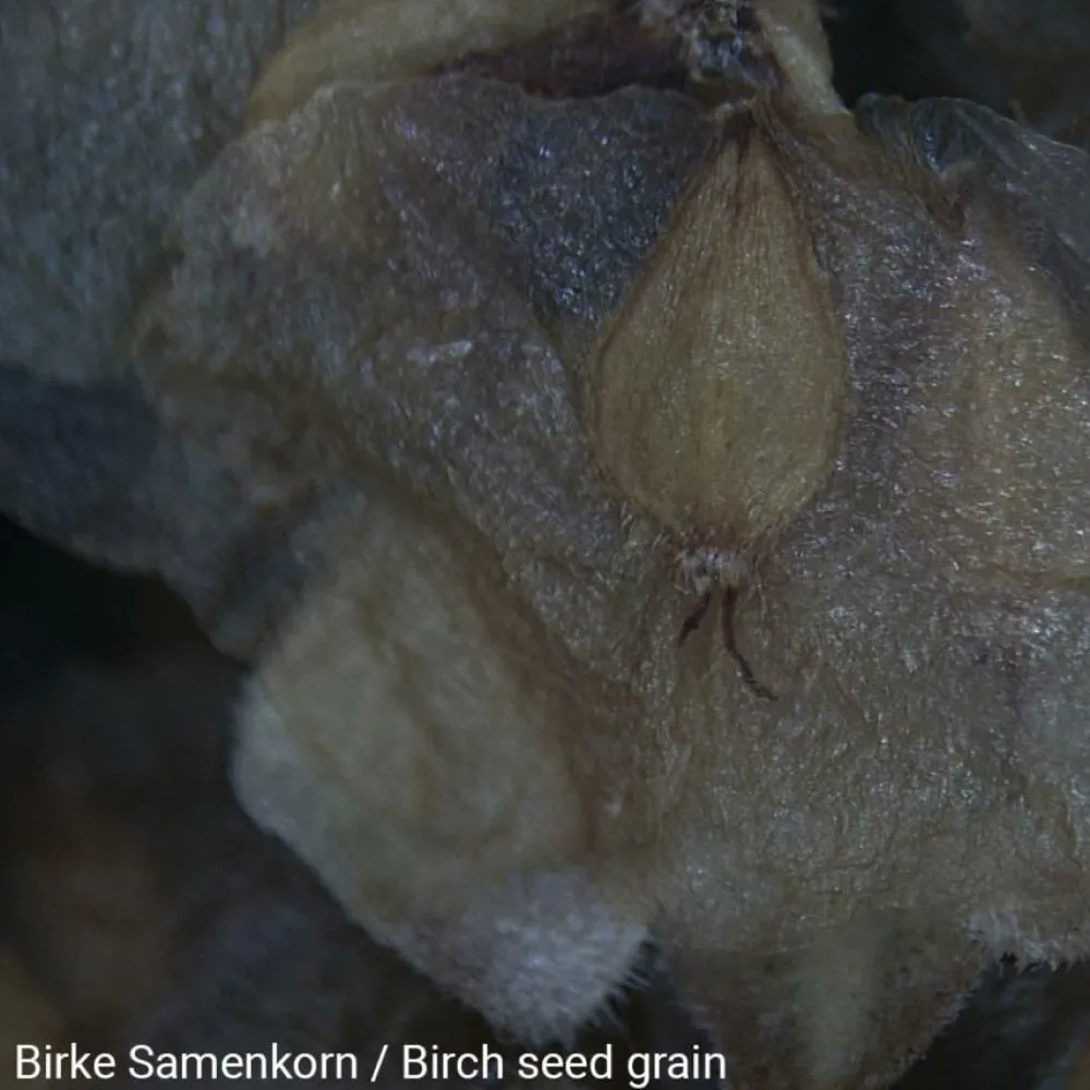 New National Geographic Mikroskop, Stereo 20x