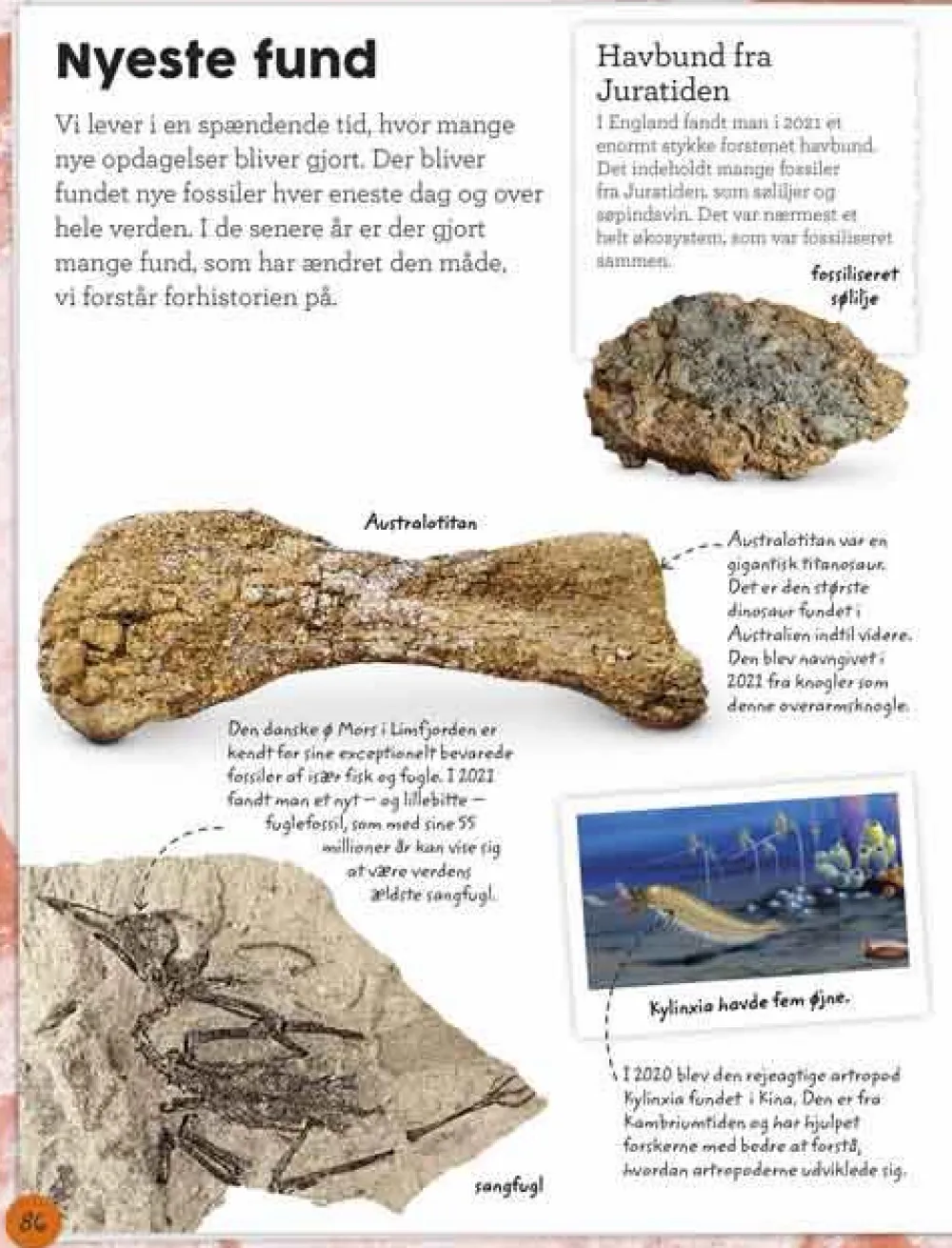 New Forlaget Bolden Min bog om fossiler