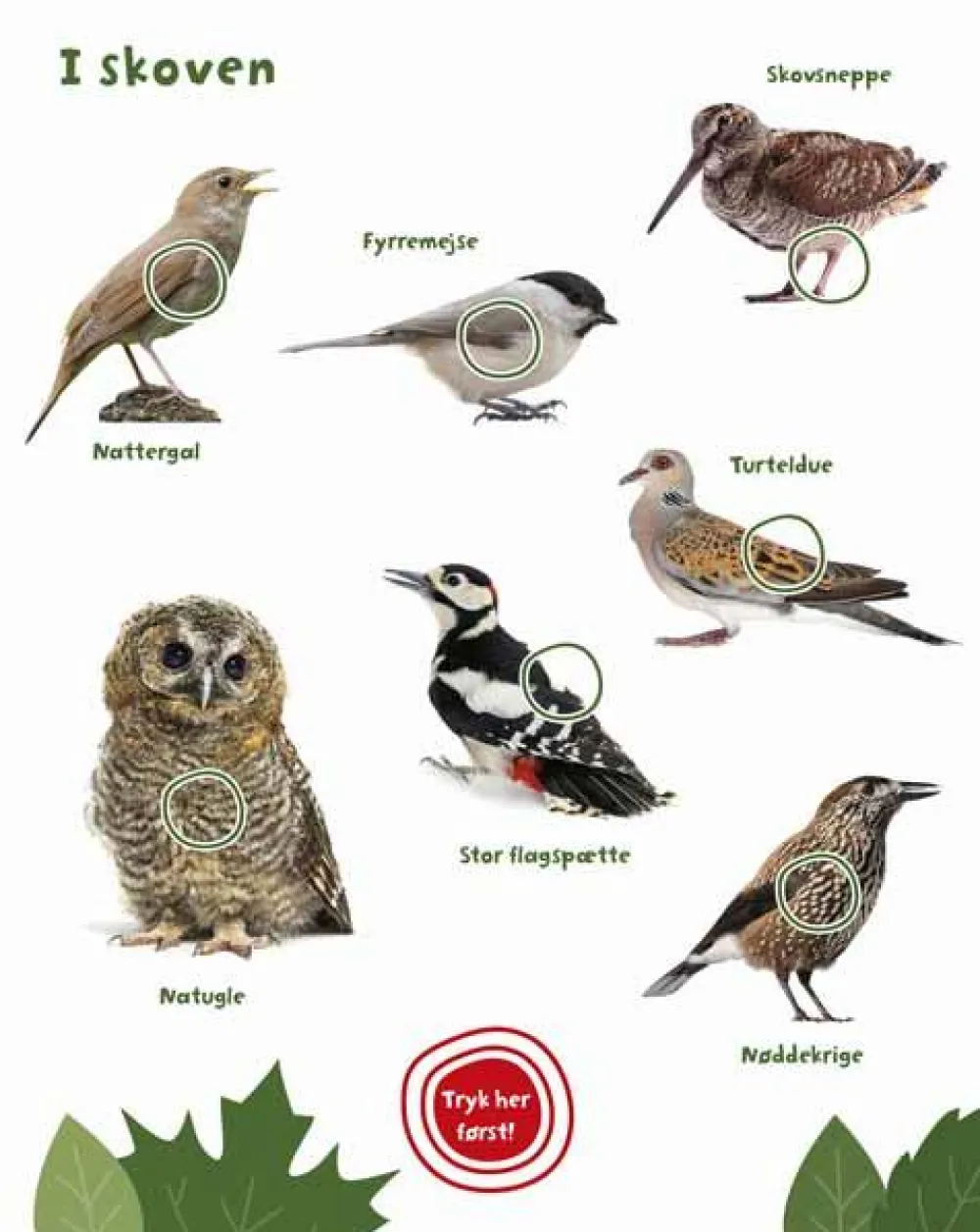 Best Forlaget Bolden Min store bog med fuglelyde
