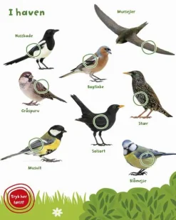 Best Forlaget Bolden Min store bog med fuglelyde