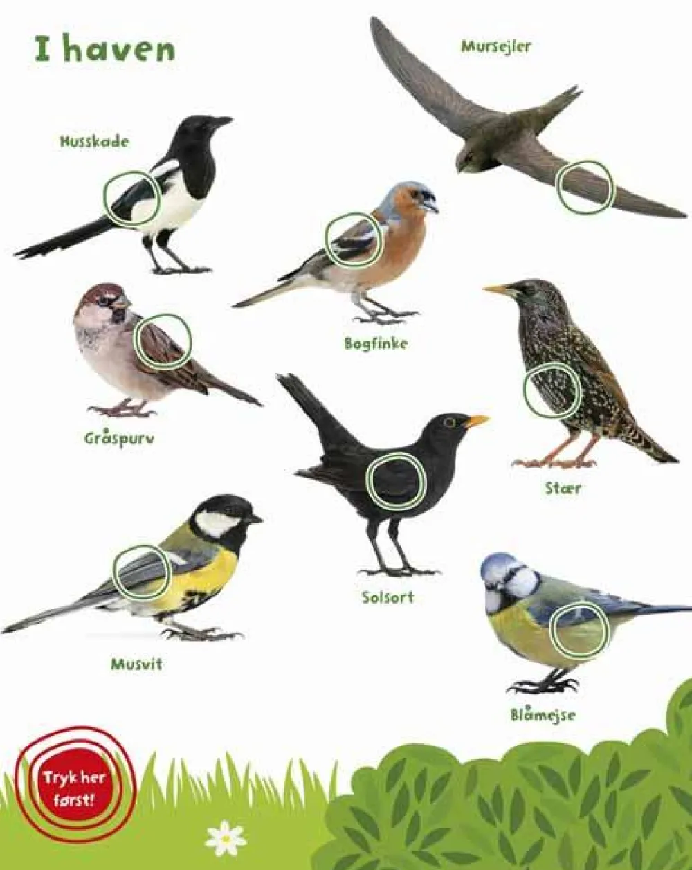 Best Forlaget Bolden Min store bog med fuglelyde