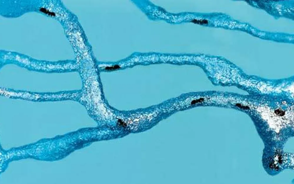 Clearance Myreakvarium med planter