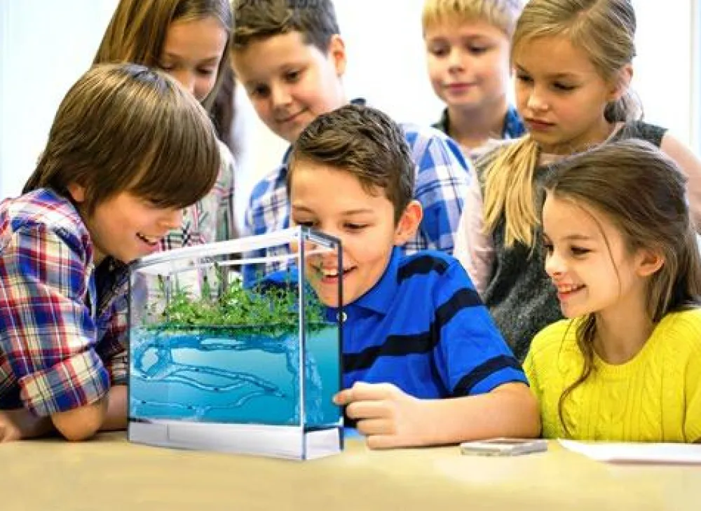 Clearance Myreakvarium med planter