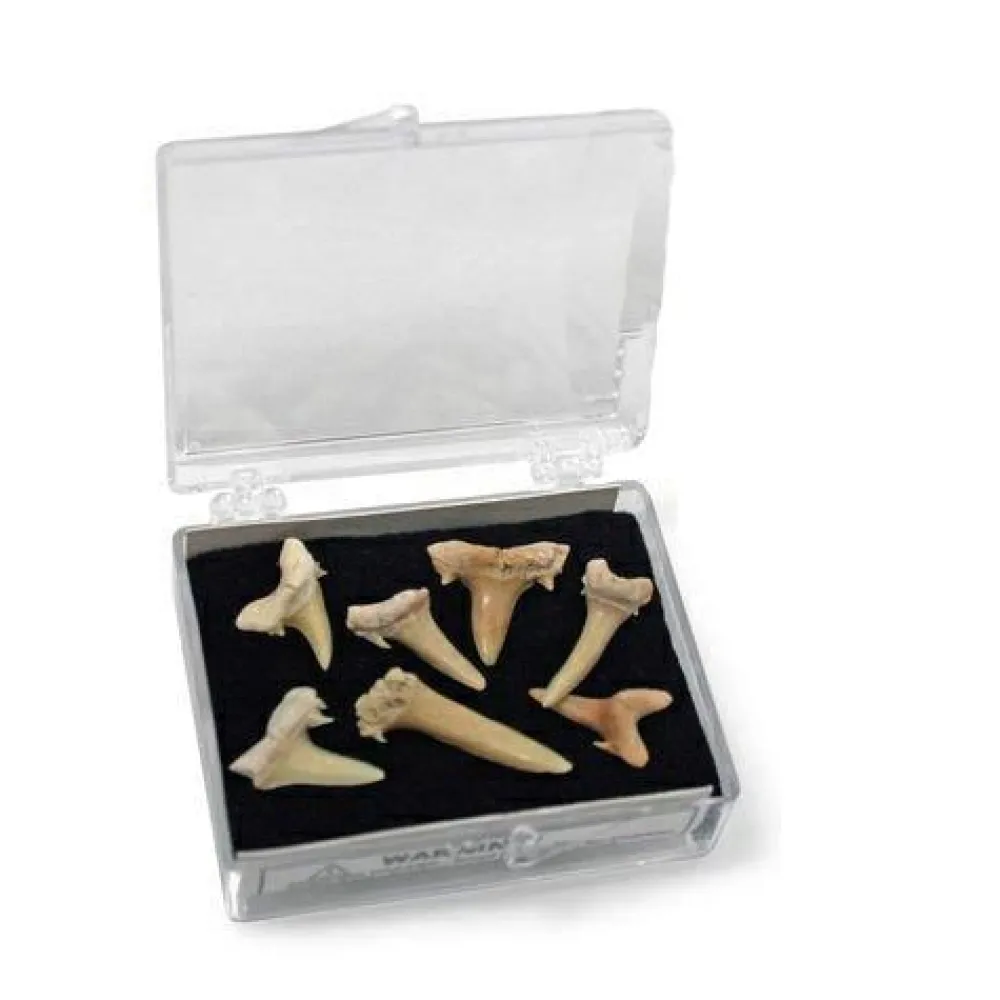 Clearance Science To Go - Ægte Hajtænder