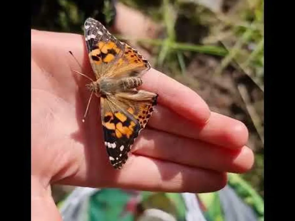 Sale InsectLore Sommerfuglehave m. 5 fritleverede larver