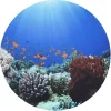 Sale tickit® Sæt scenen Ø62,5 cm - Under havet