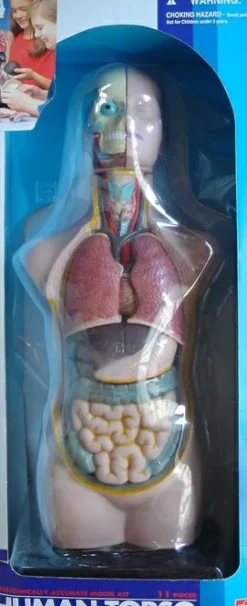 Discount Torso - gennemskåret menneskekrop 50 cm