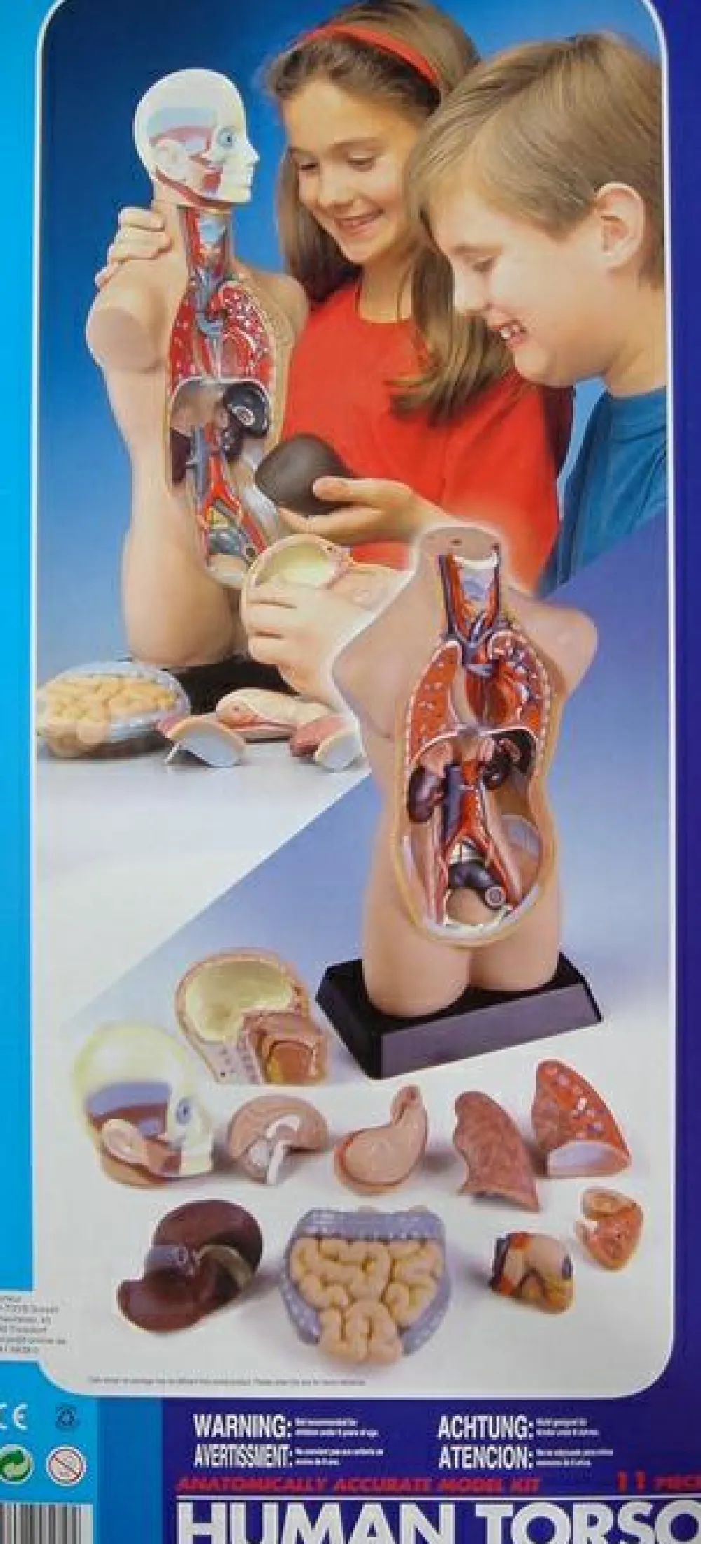 Discount Torso - gennemskåret menneskekrop 50 cm