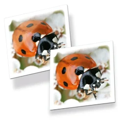 Best Tactic Vendespil - Insekter