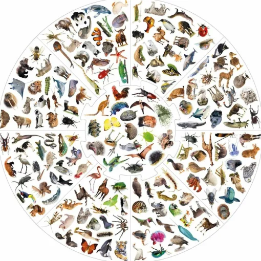 Outlet educa Vildkatten - Animals