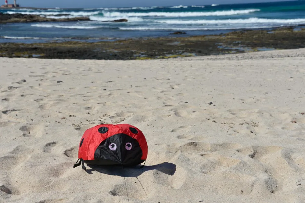 Online Vindmagi - Hoppende mariehøne (40 x 40 cm.)