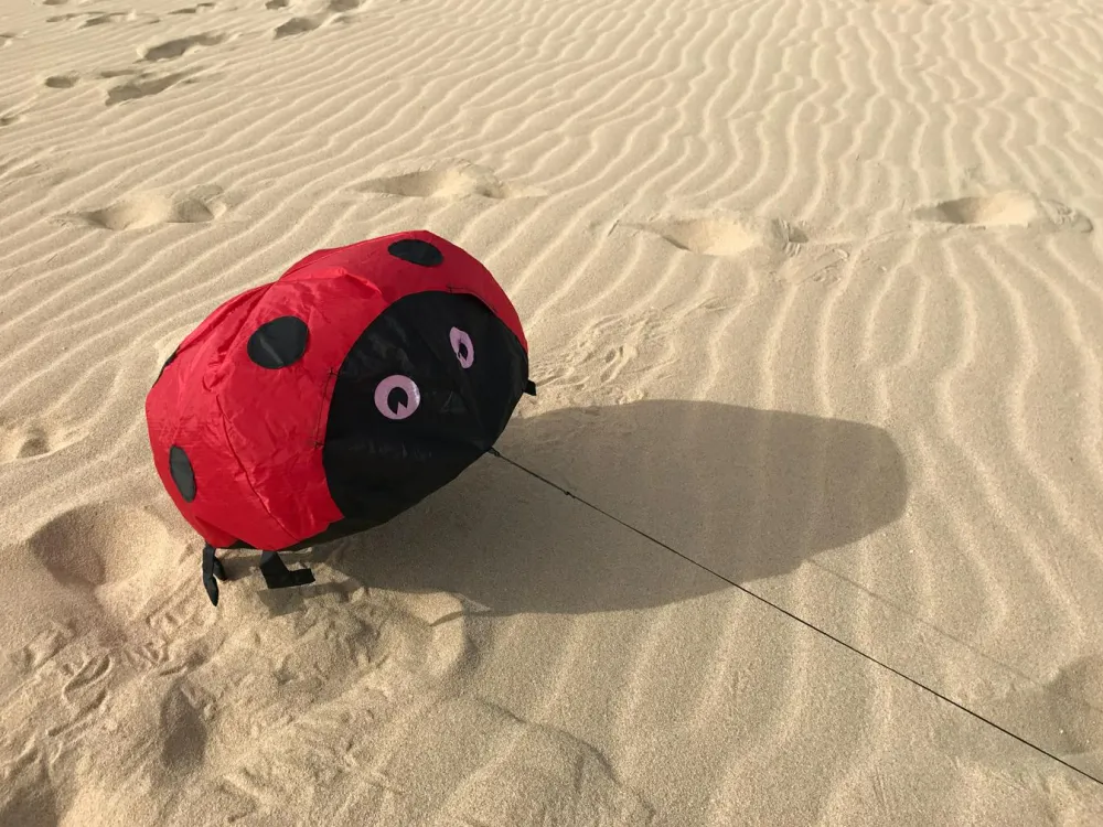 Online Vindmagi - Hoppende mariehøne (40 x 40 cm.)